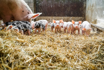 Schweinehaltung - Sau mit jungen Ferkeln im Strohstall