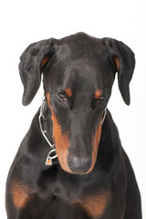 dog breed dobermann big guard protection power muscular black-brown color big ears chain pets domestic isolate