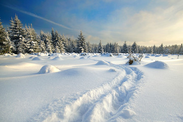 Fototapeta na wymiar Fußspuren im Schnee im Wald