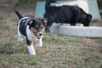 Cute puppies from dogs shelter