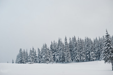 Pine trees covered by snow on mountain Chomiak. Beautiful winter landscapes of Carpathian mountains, Ukraine. Majestic frost nature.