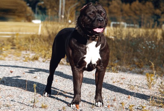 Hund Pitbull American Bully Black Stock Photo | Adobe Stock