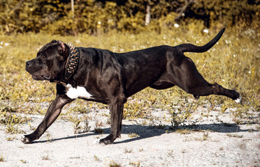 Pitbull Dog American Bully Black