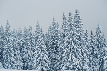 Pine trees covered by snow on mountain Chomiak. Beautiful winter landscapes of Carpathian mountains, Ukraine. Majestic frost nature.