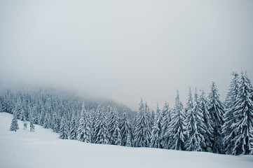 Pine trees covered by snow on mountain Chomiak. Beautiful winter landscapes of Carpathian mountains, Ukraine. Majestic frost nature.