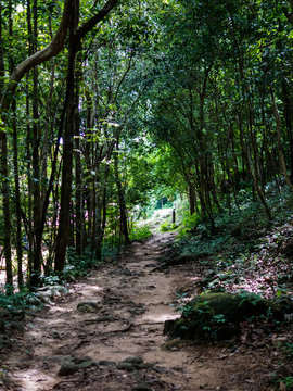 Tropical forest at Than Sadet National park on Koh Phanagn, Thailand