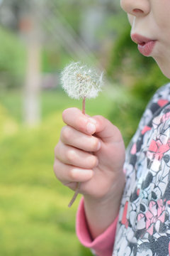 Child blowing on a white dandelion