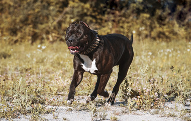 Hund Pitbull Dog American Bully Black
