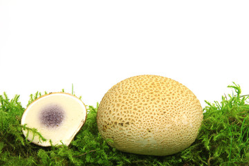Kartoffelbovist (Scleroderma citrinum)