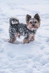 yorkshire terrier cute