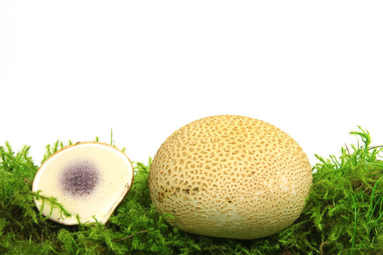 Kartoffelbovist (Scleroderma citrinum)
