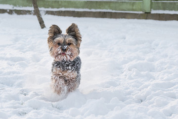 Yorkshire Terrier running in the snow