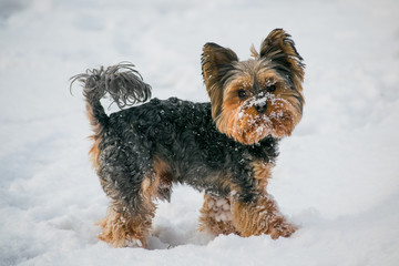 yorkshire terrier in the snow