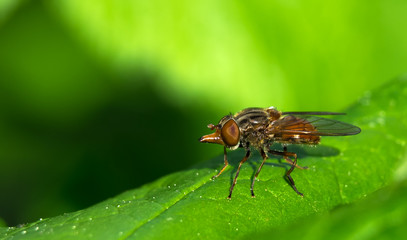 Fliege auf grünem Blatt