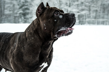 Pitbull Dog American Bully Black Portrait