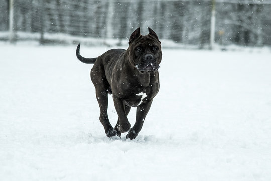 Pitbull Dog American Bully Black