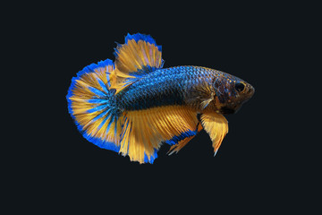 Betta Splendens - Fighting Fish - Kampffisch