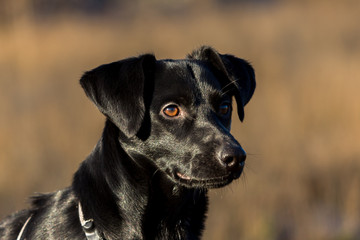 Portrait of beautiful small black dog, looking aside, sitting in a sunny meadow