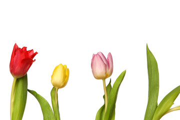 einzelne tulpen