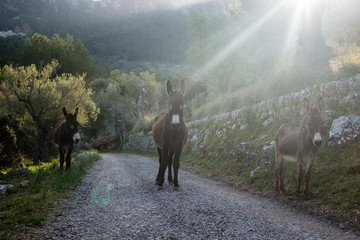 donkey mule family on mallorca against the light - 191479720