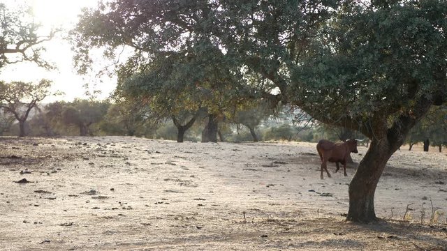 vaca corriendo por el campo entre olivos
