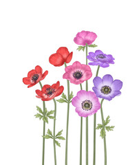 This picture is an illustration of Anemone. This is an illustration that depicts delicate portrayals and modern colors.