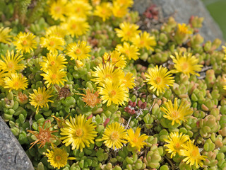 Blühende Fetthenne, Dickblattgewächs, Crassulaceae