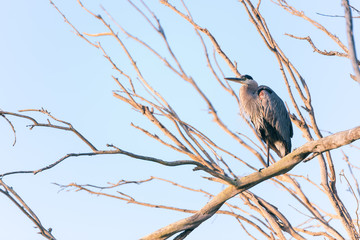 Great Blue Heron