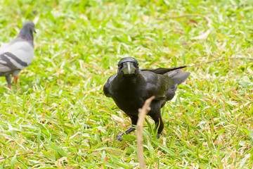 The crow on the lawn in the park.