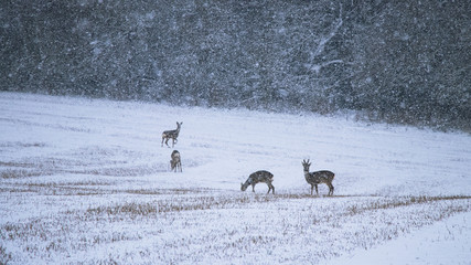 Obraz premium Wild roe deer herd in a snowstorm