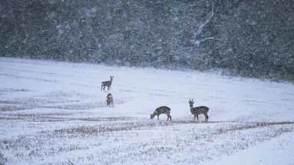 Crédence de cuisine Chevreuil Troupeau de chevreuils sauvages dans une tempête de neige  © encierro