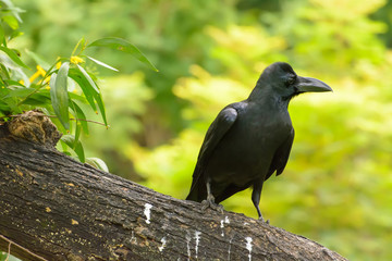 The crow on the branch in a nature background.