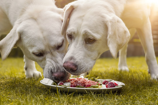 young cute white hungry labrador retriever dogs puppies eating some meat dog food from plate in garden