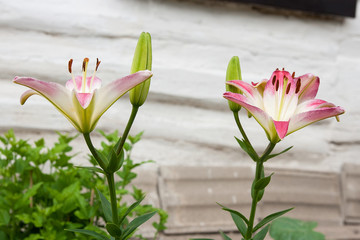 Pink Lily - blooming flower in the summer, beautiful background.
