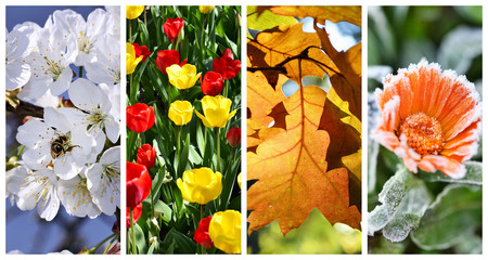 Four seasons collage: Spring, summer, autumn and winter