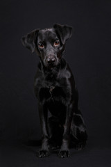 Cute black dog