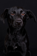 Cute black dog