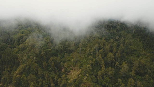 Fototapeta Mountain forest in the fog and clouds. Aerial view of over tropical rainforest mountains with white fog, clouds Bali, Indonesia. Low lying cloud over evergreen forests.