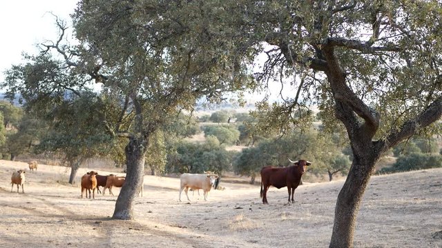 vacas corriendo por el campo entre encinas