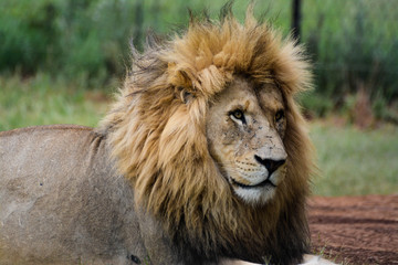 Plakat Male Lion