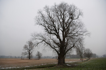 Fototapeta premium Laubbäume im Winter