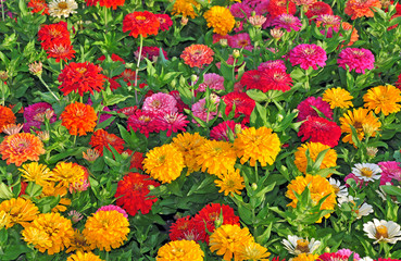 Garden with multicolored gorgeous flowers