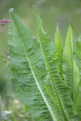 Kardendistel - common teasel - Dipsacus silvestris - Blatt