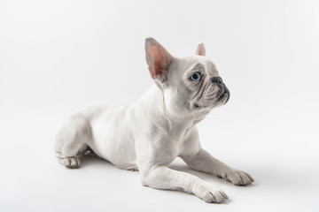 cute french bulldog lying and looking away isolated on white