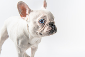 close-up view of adorable french bulldog puppy isolated on white