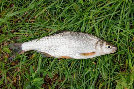 View of single freshwater common nase fish on green grass..