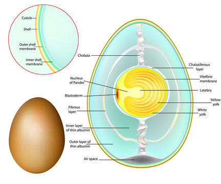 The structure of a chicken egg. Chicken Egg Development