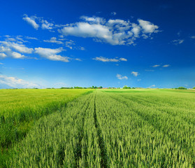 green wheat field