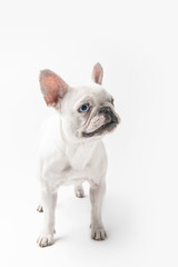 full length view of adorable french bulldog puppy standing isolated on white