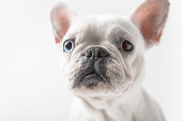 close-up view of adorable french bulldog looking at camera isolated on white